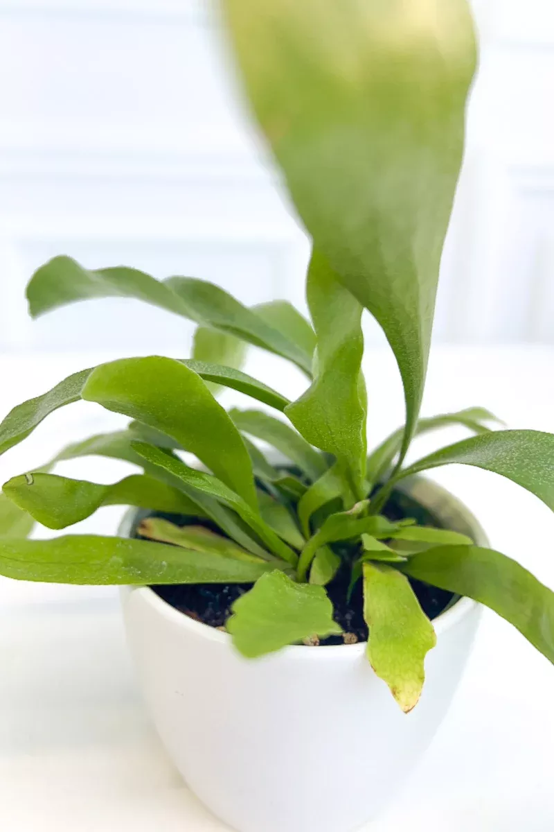 fern-staghorn-4 Fern, Staghorn 4"