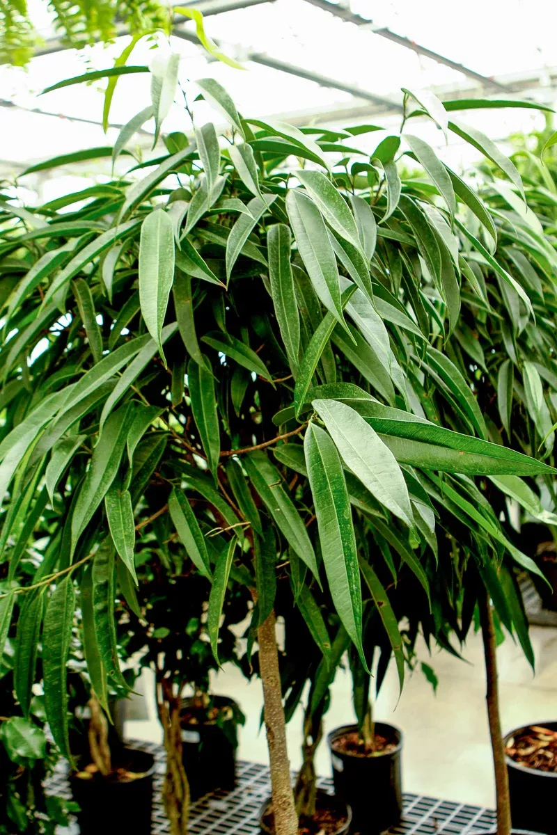 ficus-alii-standard-14 Ficus, Alii Standard 14"