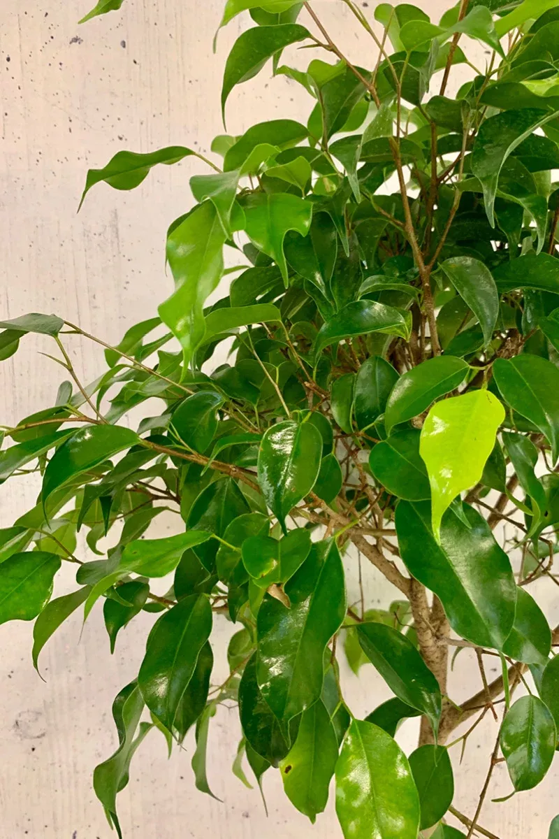 ficus-benjamina-12-std Ficus Benjamina 12" Std.