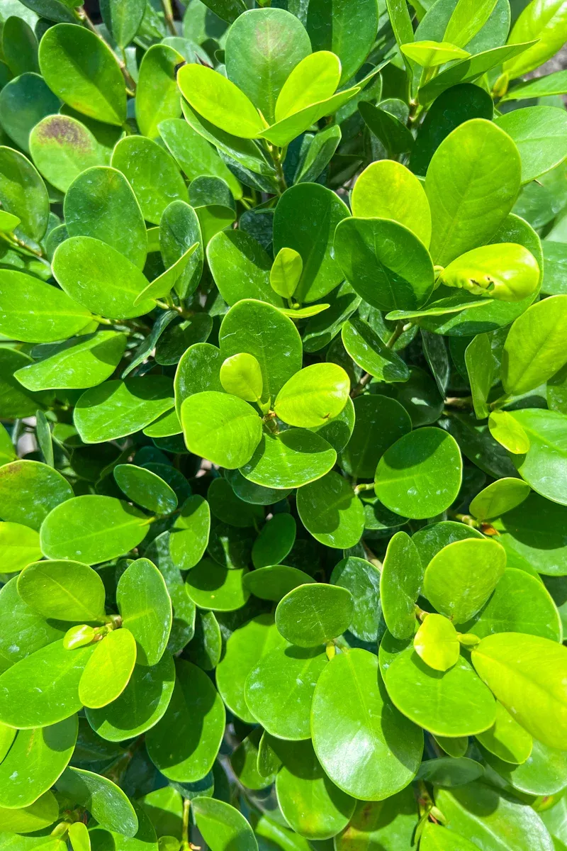 ficus-moclame-10-tree Ficus, Moclame 10" Tree