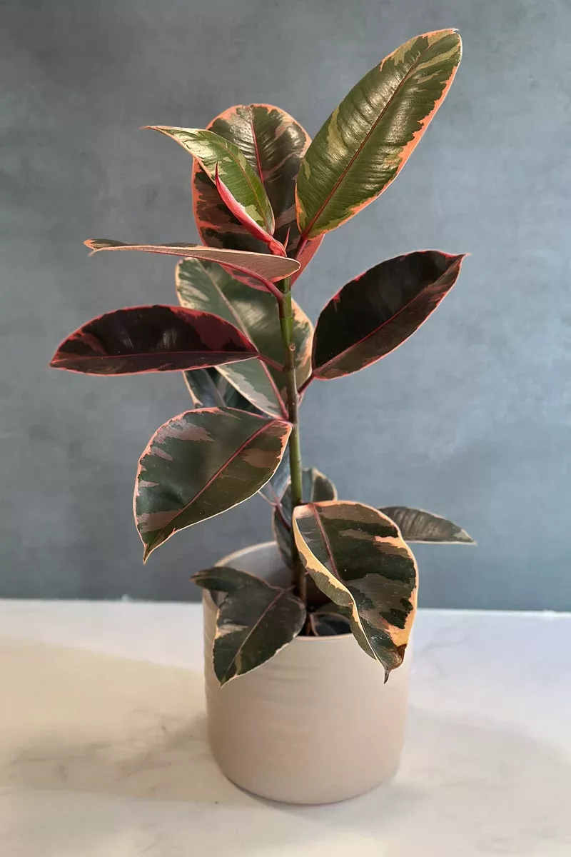 ficus-ruby-6 Ficus, Ruby 6"