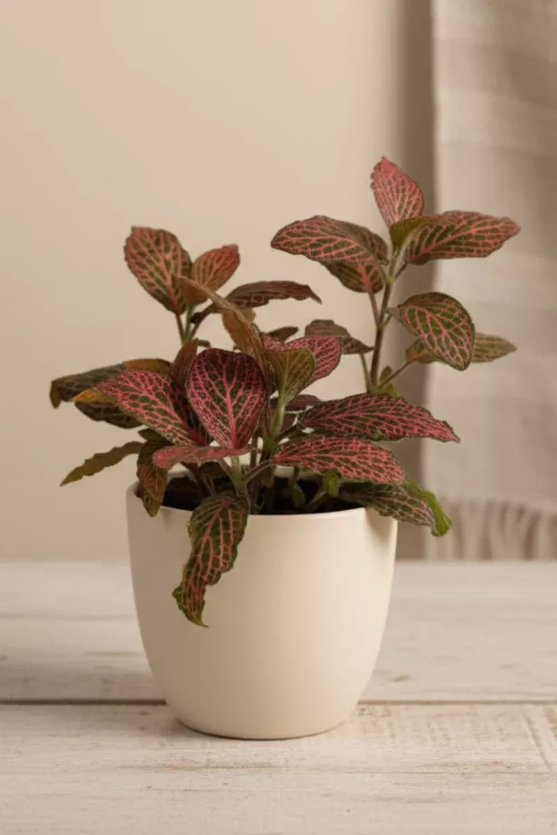 fittonia-red-3 Fittonia, Red 3"