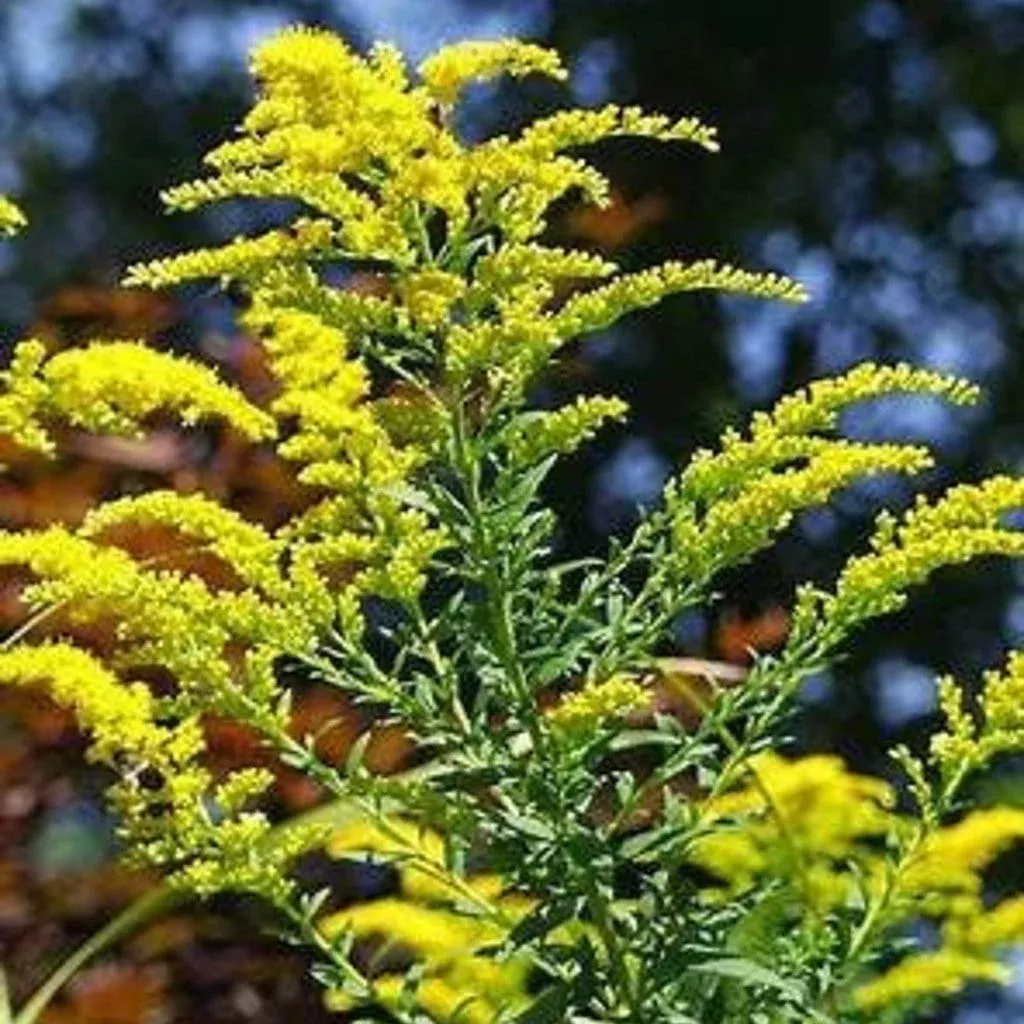 goldenrod-solidago-altissima-seeds-stratification-required-germination-pollinato Goldenrod (Solidago Altissima) Seeds, Stratification required for Germination, Pollinator-Friendly Perennial