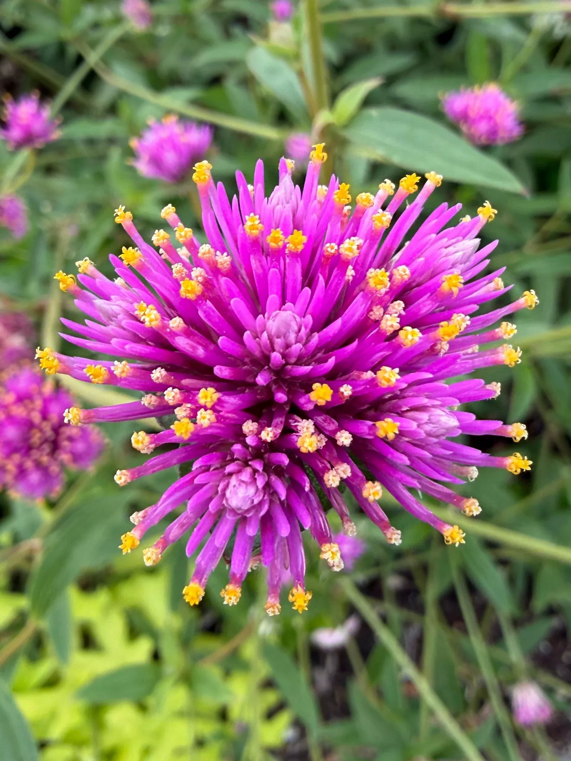 gomhprena-fireworks-seeds Gomhprena Fireworks seeds