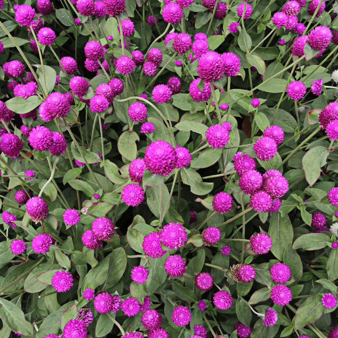 gomhprena-qis-purple-seeds Gomhprena QIS purple seeds