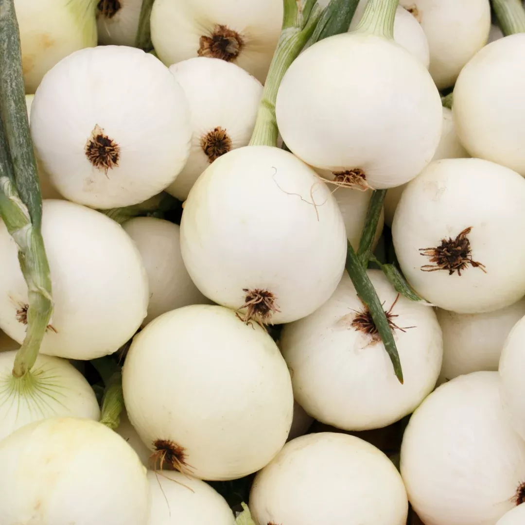 heirloom-long-day-walla-walla-onion-plants (Heirloom, Long Day) Walla Walla Onion Plants