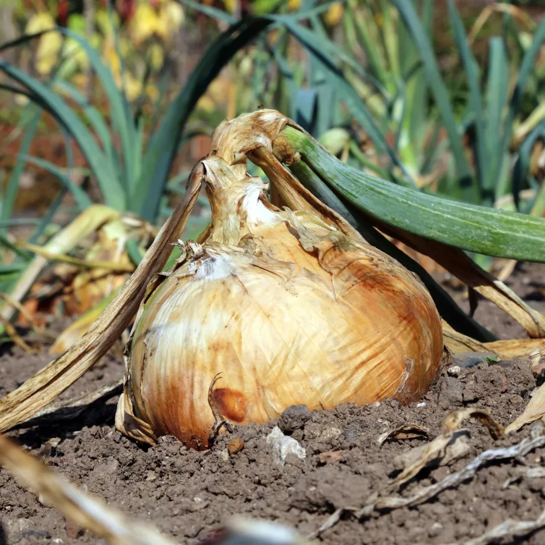 intermediate-day-neutral-hybrid-candy-onion-plants (Intermediate - Day-Neutral Hybrid) Candy Onion Plants