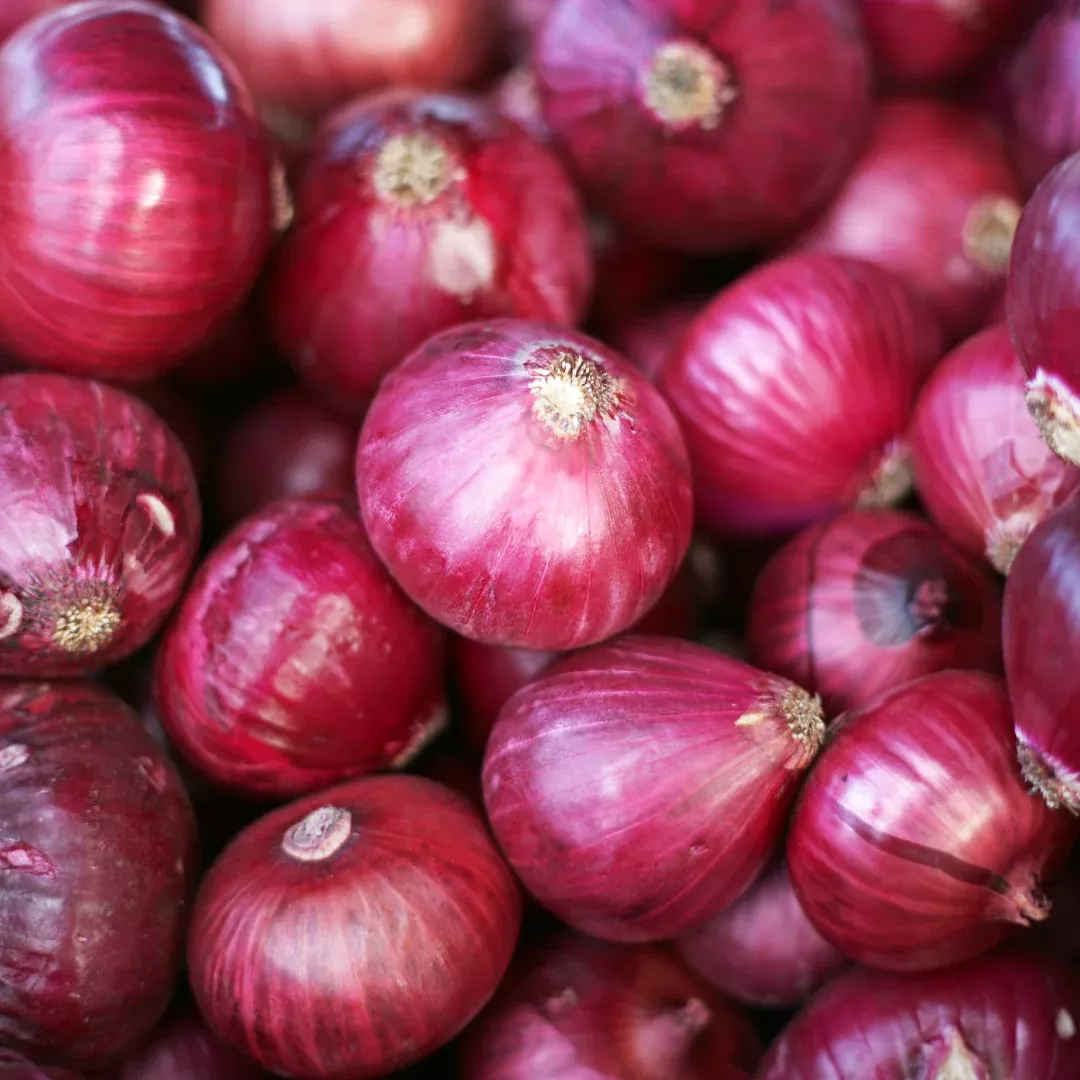 intermediate-long-day-cabernet-onion-plants (Intermediate - Long Day) Cabernet Onion Plants