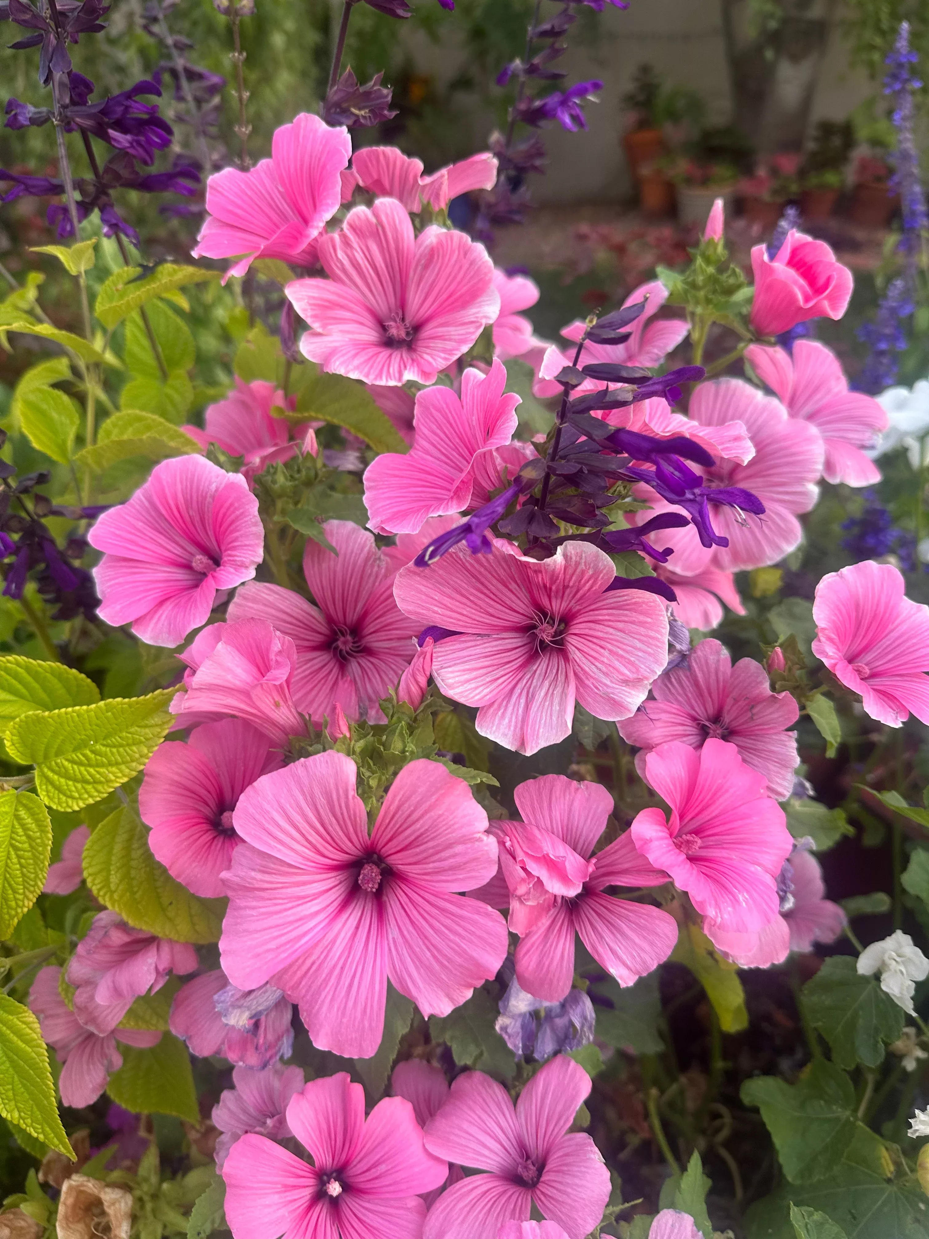 lavatera Lavatera