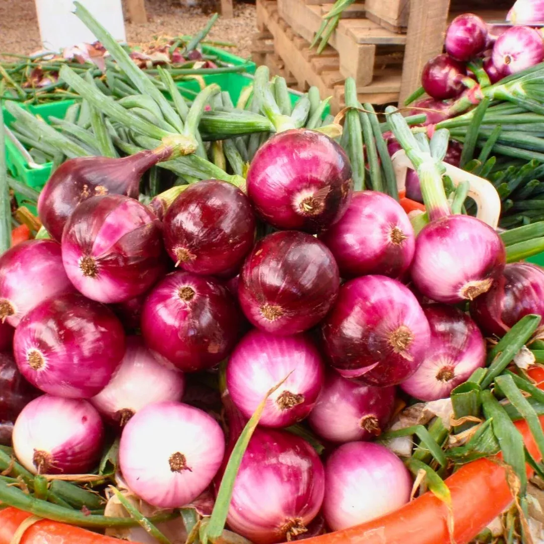 (Long Day) Redwing Onion Plants