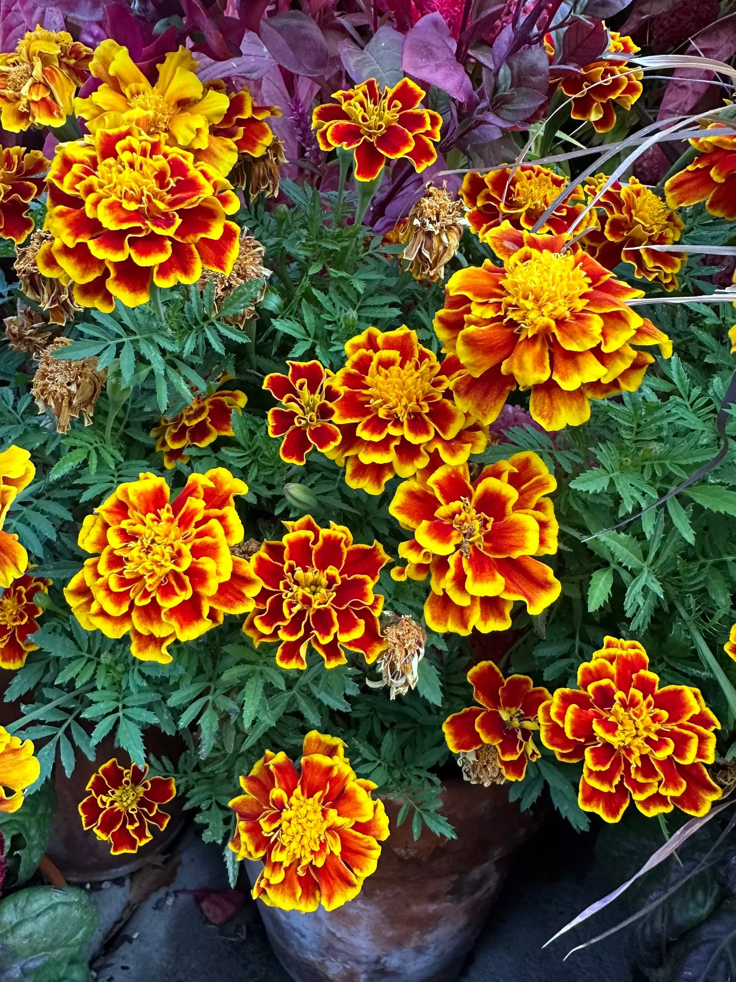 marigold-durango-bee-seeds Marigold Durango 'Bee' seeds