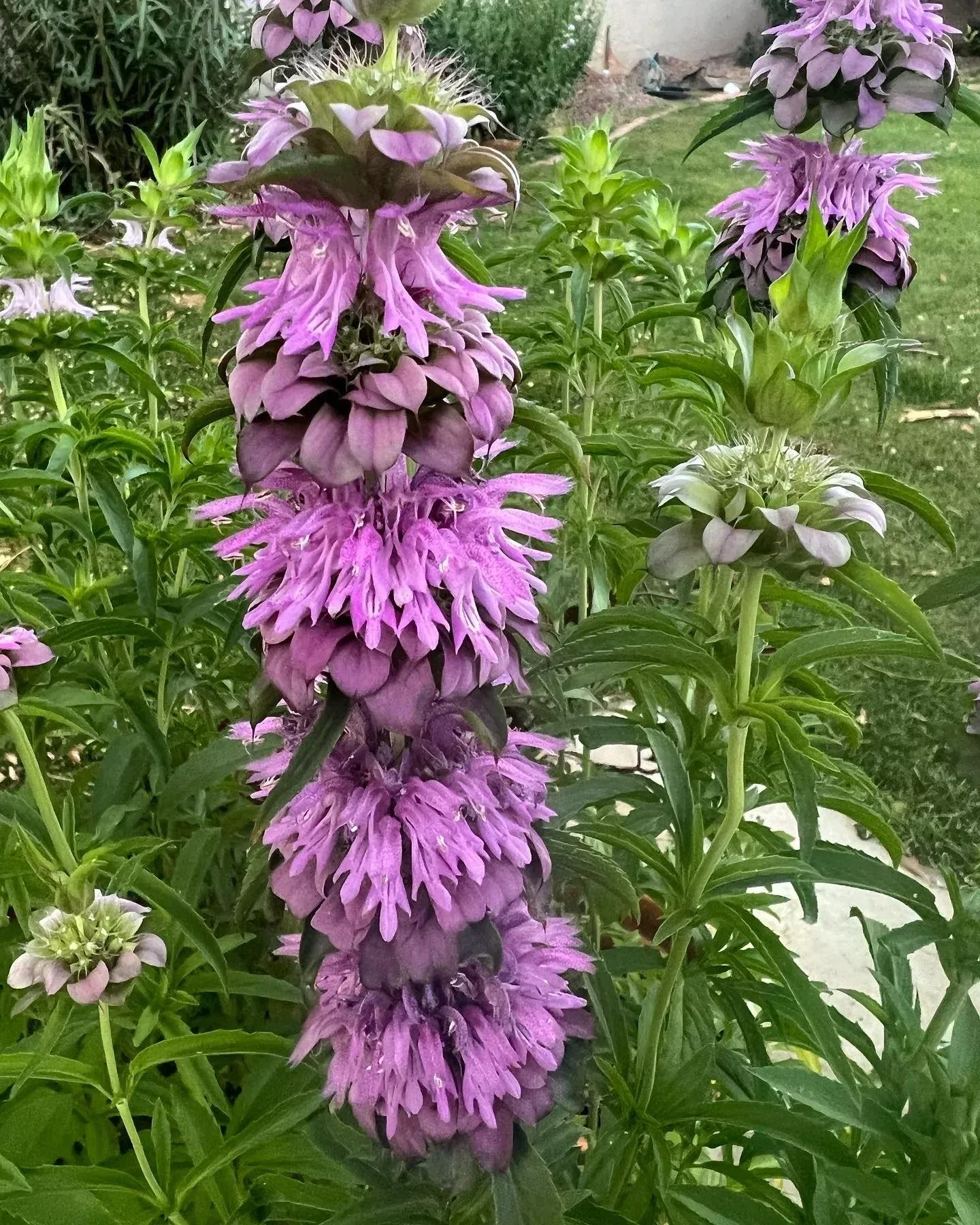 monarda-annual-bee-balm-seeds Monarda - Annual bee balm seeds