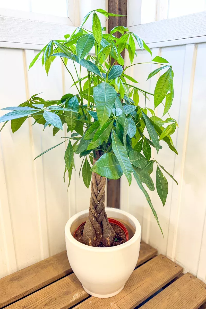 money-tree-10-braid Money Tree, 10" Braid