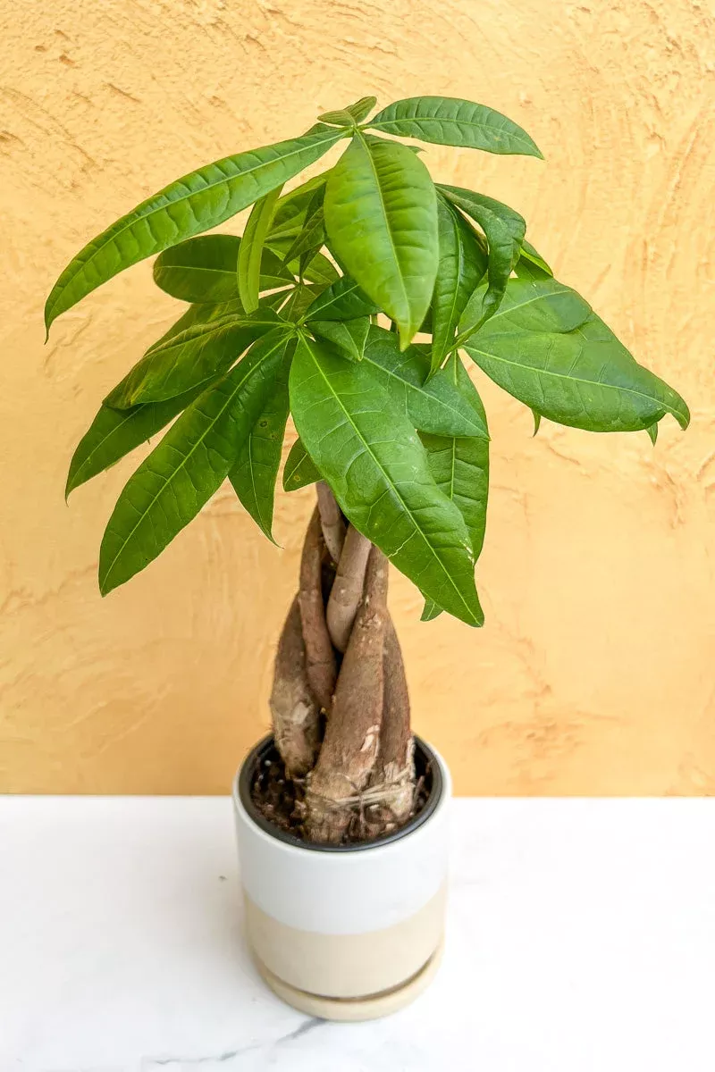 money-tree-4 Money Tree, 4"