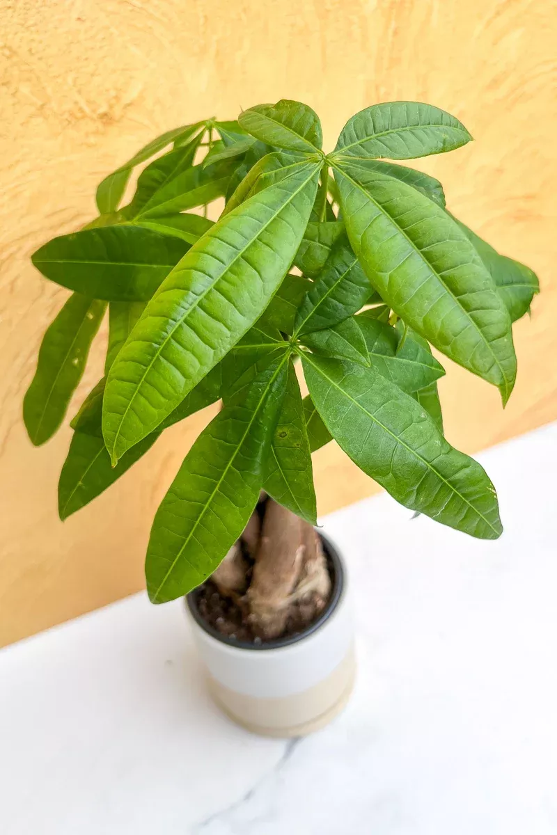 money-tree-6 Money Tree, 6"