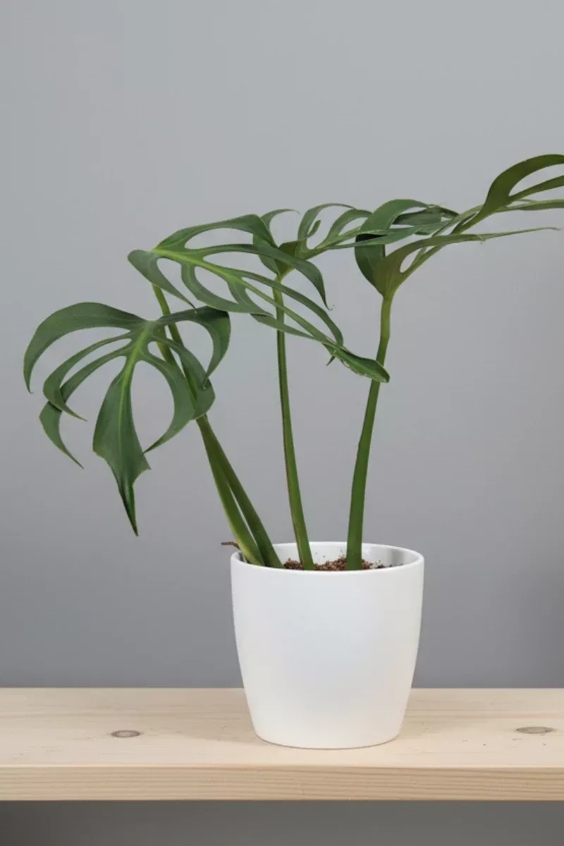 monstera-burle-marx-6 Monstera, Burle Marx 6"