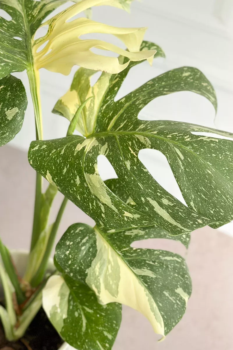 monstera-deliciosa-thai-constellation-10 Monstera, Deliciosa Thai Constellation 10"