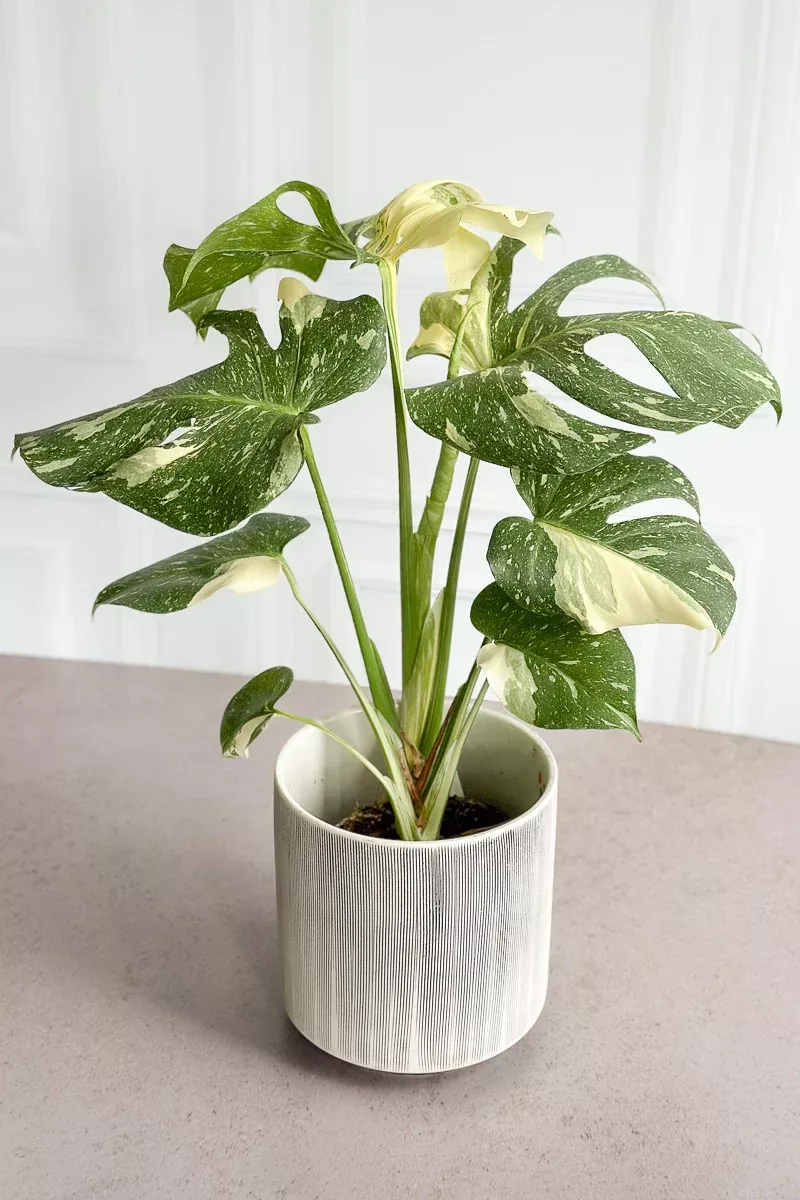 monstera-deliciosa-thai-constellation-6 Monstera, Deliciosa Thai Constellation 6"
