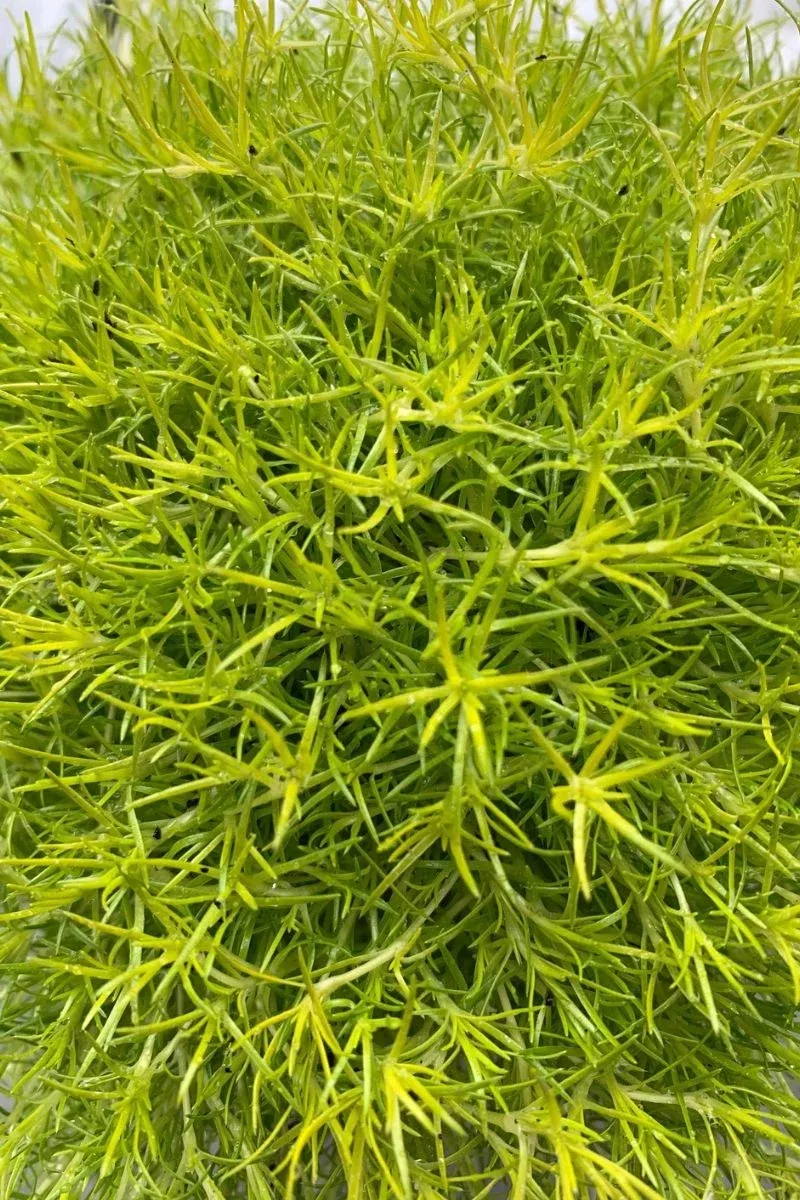 moss-scotch Moss, Scotch