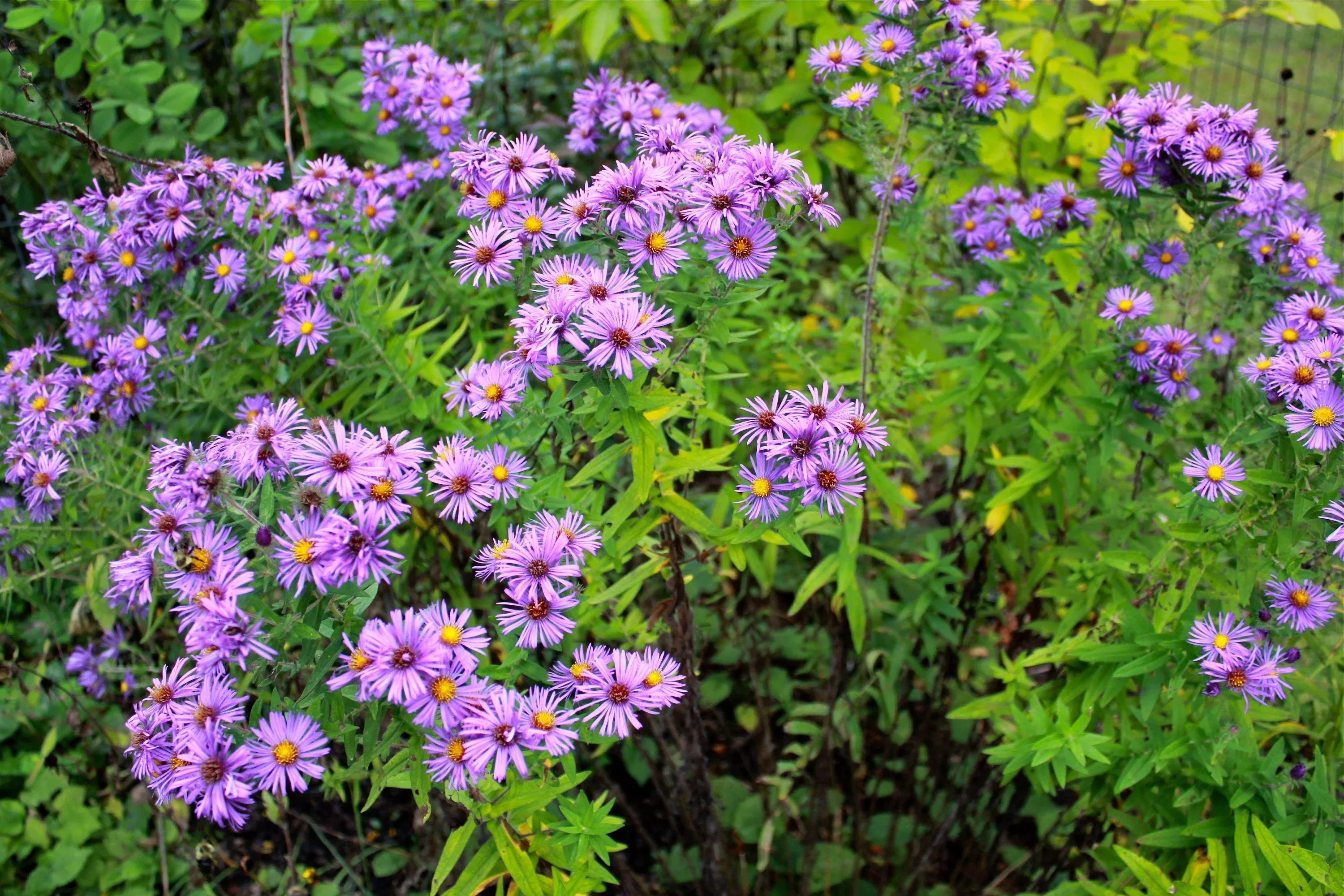 new-england-aster-seeds-native-fall-bloomer-pollinator-friendly-100-count New England Aster Seeds - Native Fall Bloomer, Pollinator-Friendly, 100 Count