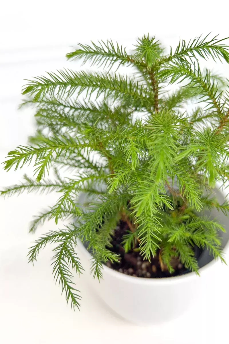 norfolk-island-pine-4 Norfolk Island Pine 4"