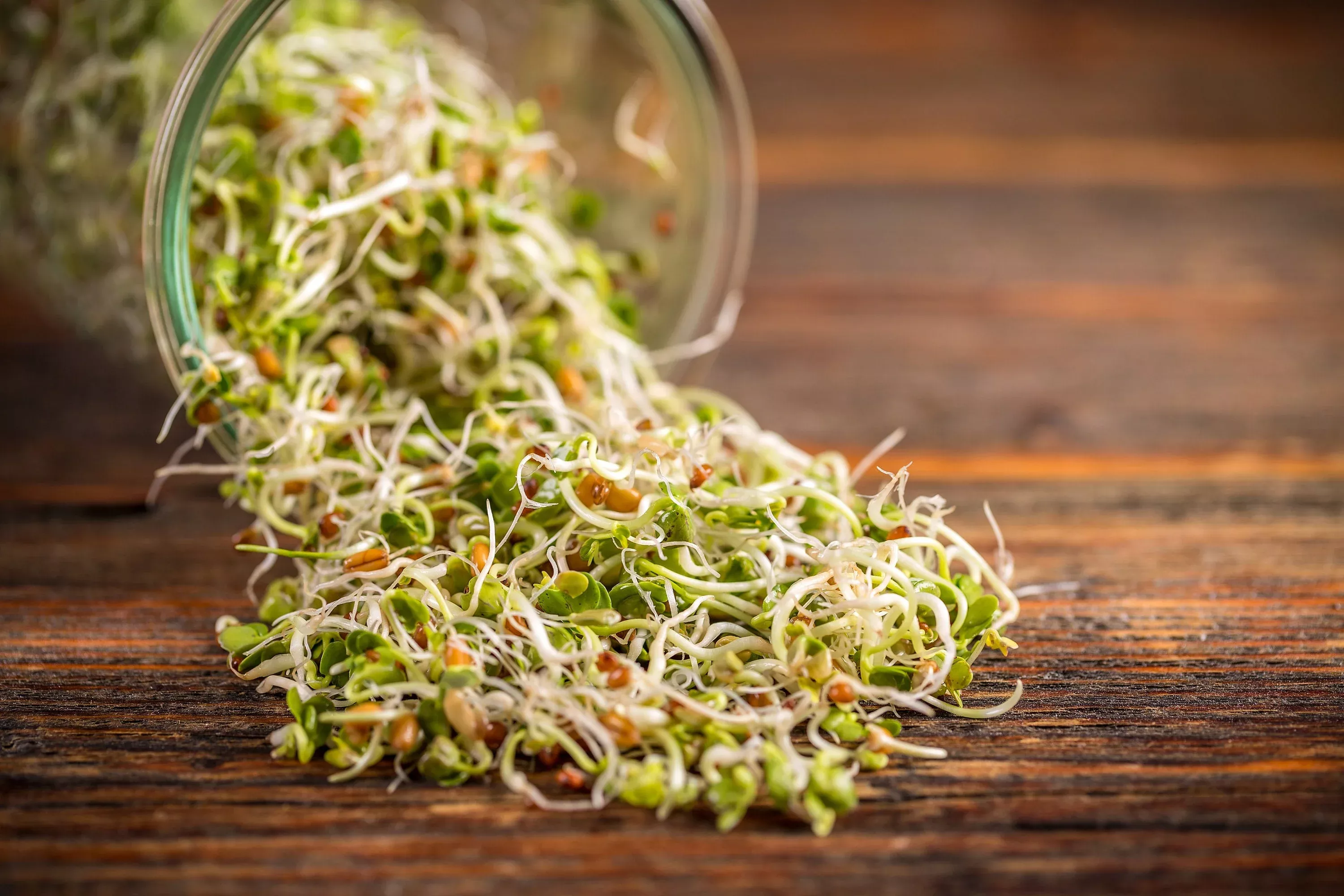 organic-sprouting-mix-peas-mung-adzuki-beans-green-french-red-lentil-vegetable-s ORGANIC SPROUTING MIX - Peas, Mung & Adzuki Beans, Green, French, & Red Lentil Vegetable Sprout Seeds