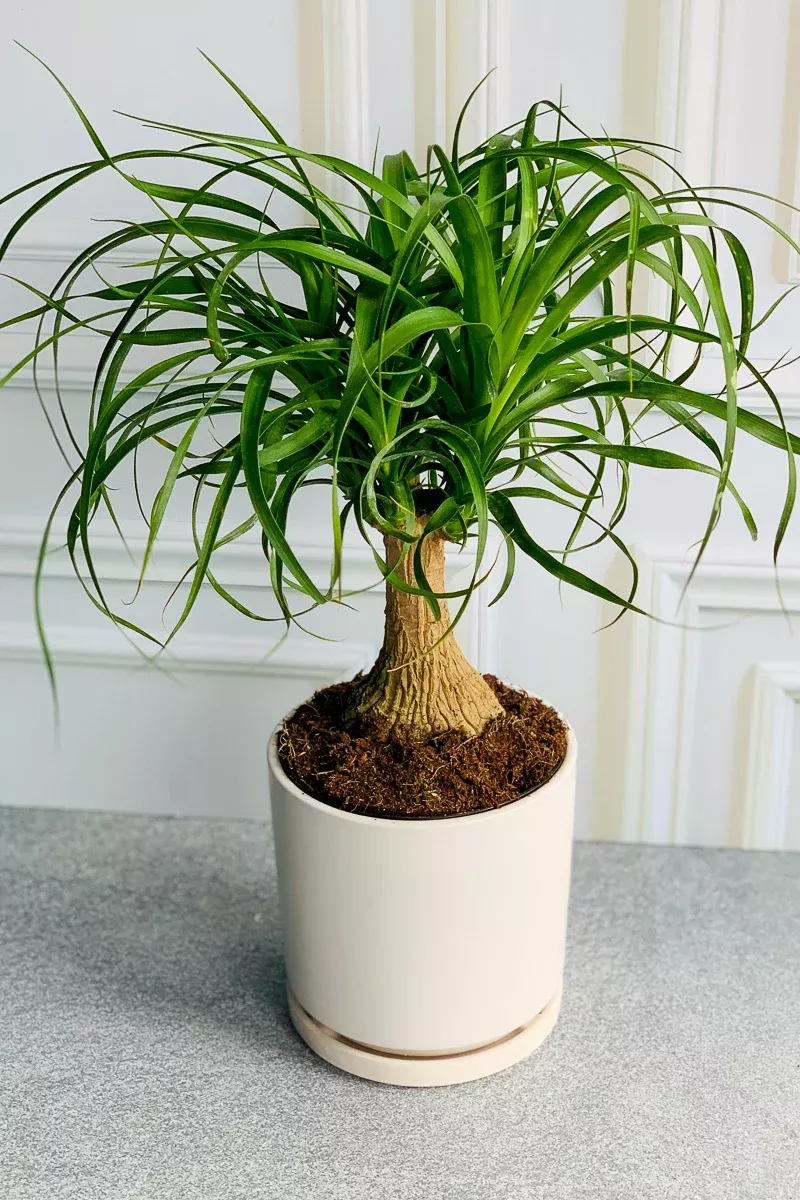 palm-ponytail-10 Palm, Ponytail 10"