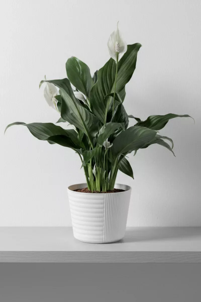 Peace Lily, 4"