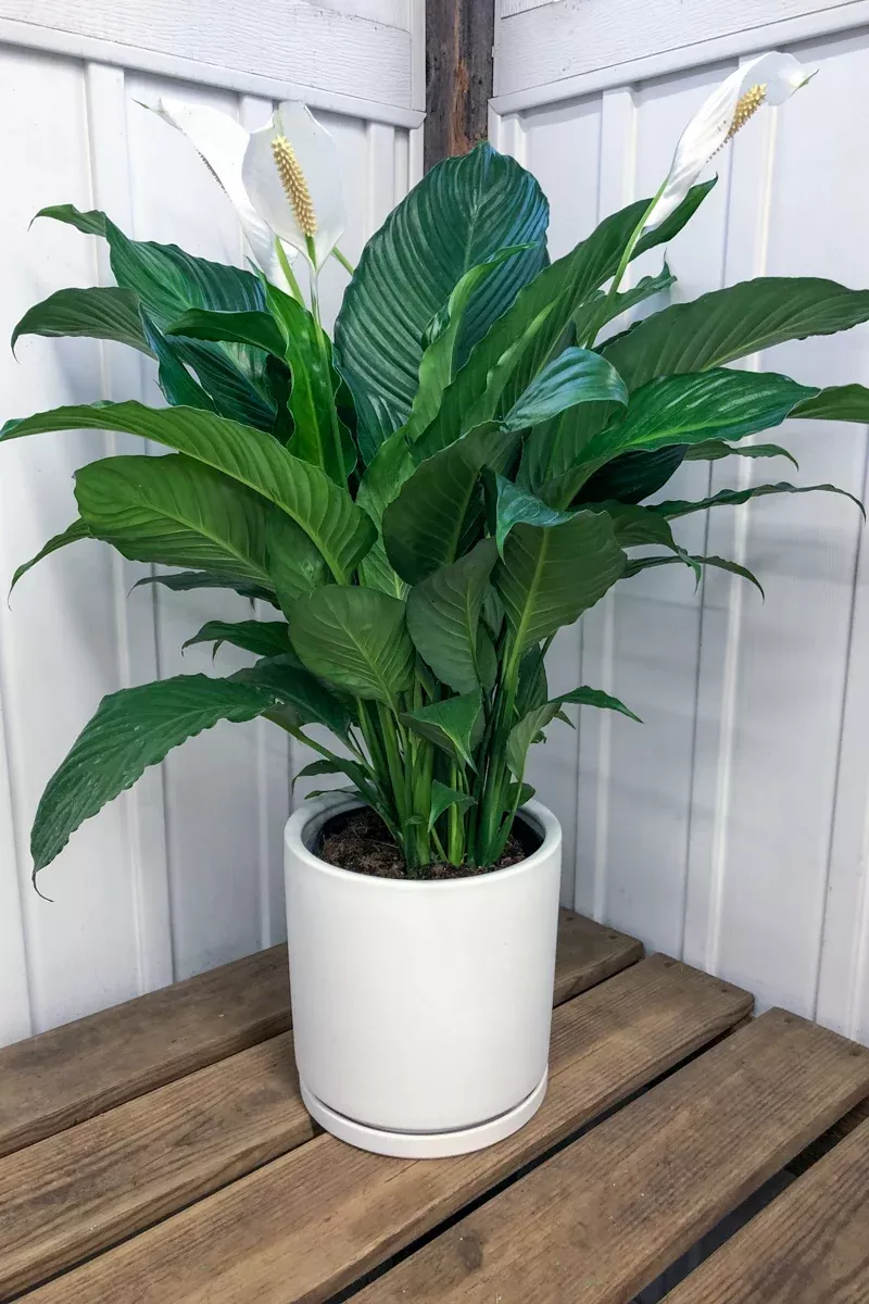 Peace Lily, Sweet Pablo 10"