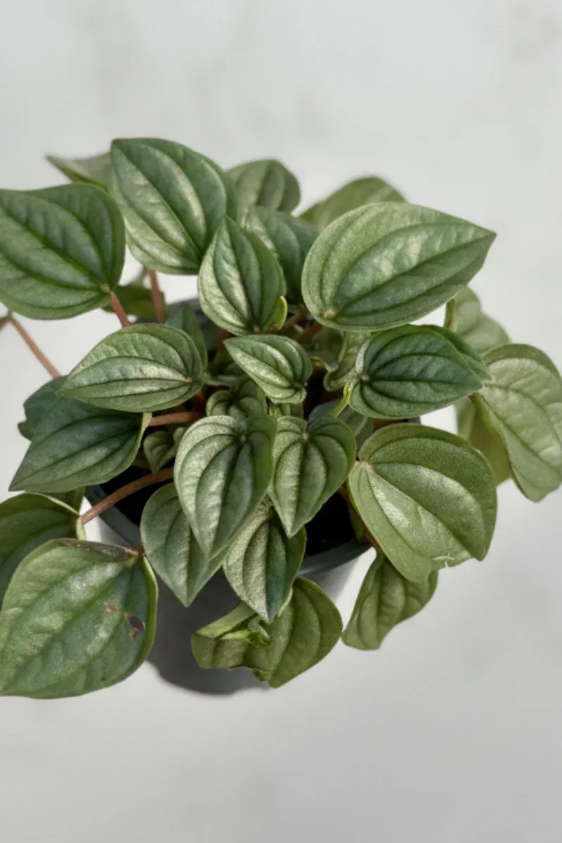 Peperomia, Napoli Nights 4"