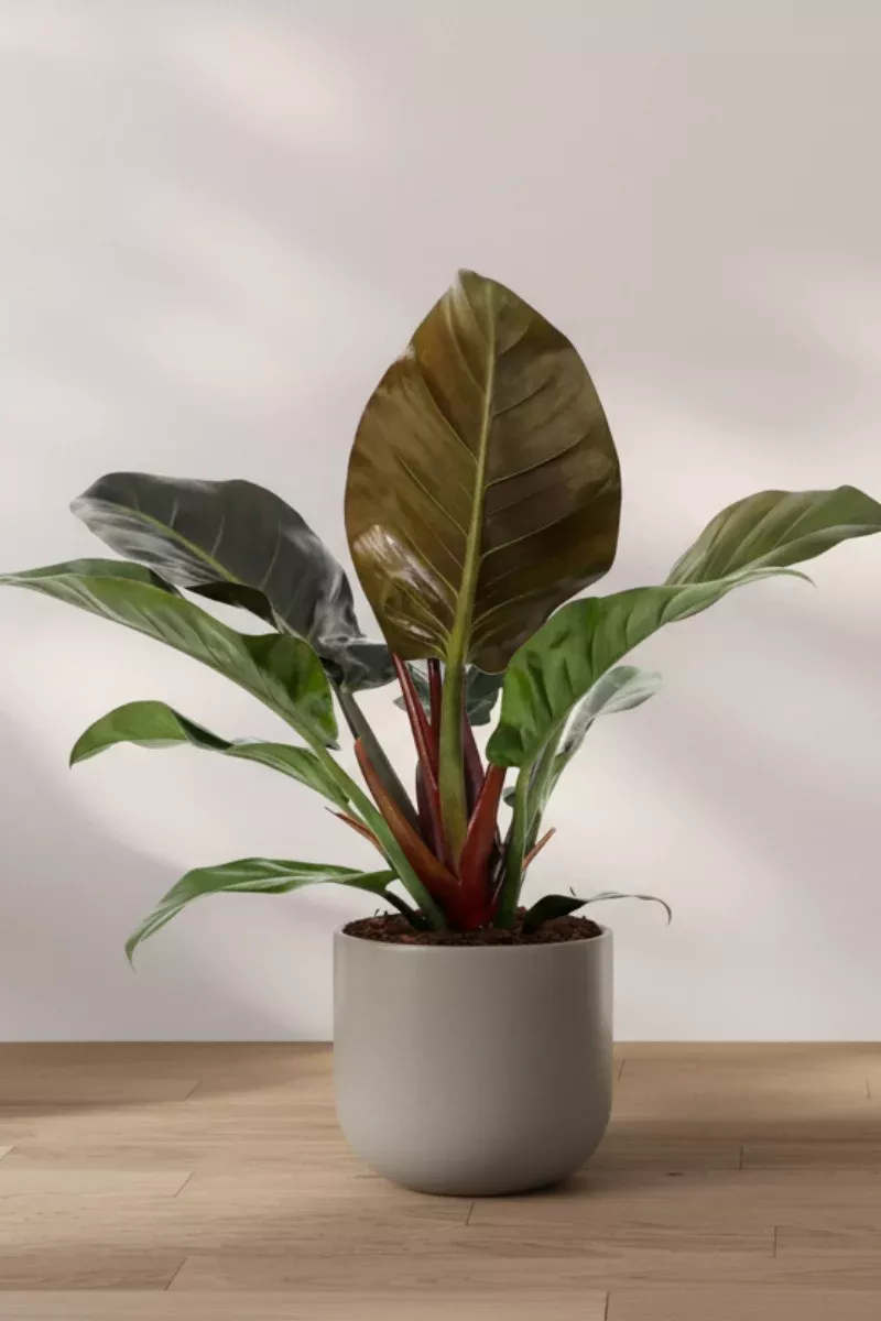 Philodendron, Black Cardinal 10"