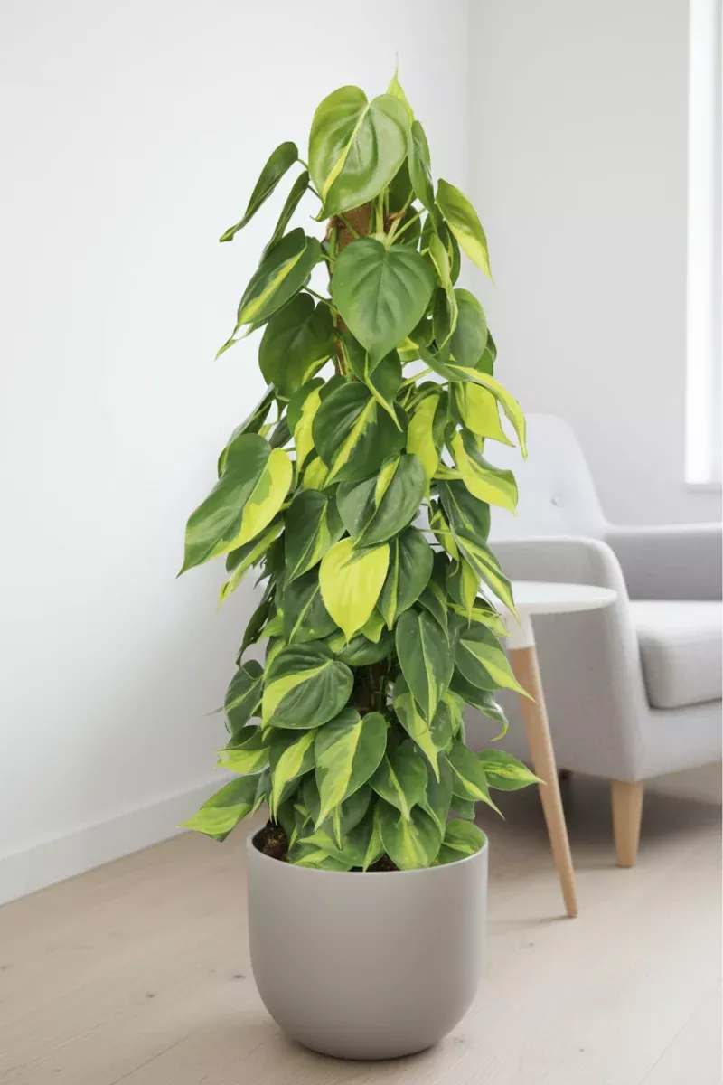 Philodendron, Brasil 10" Totem