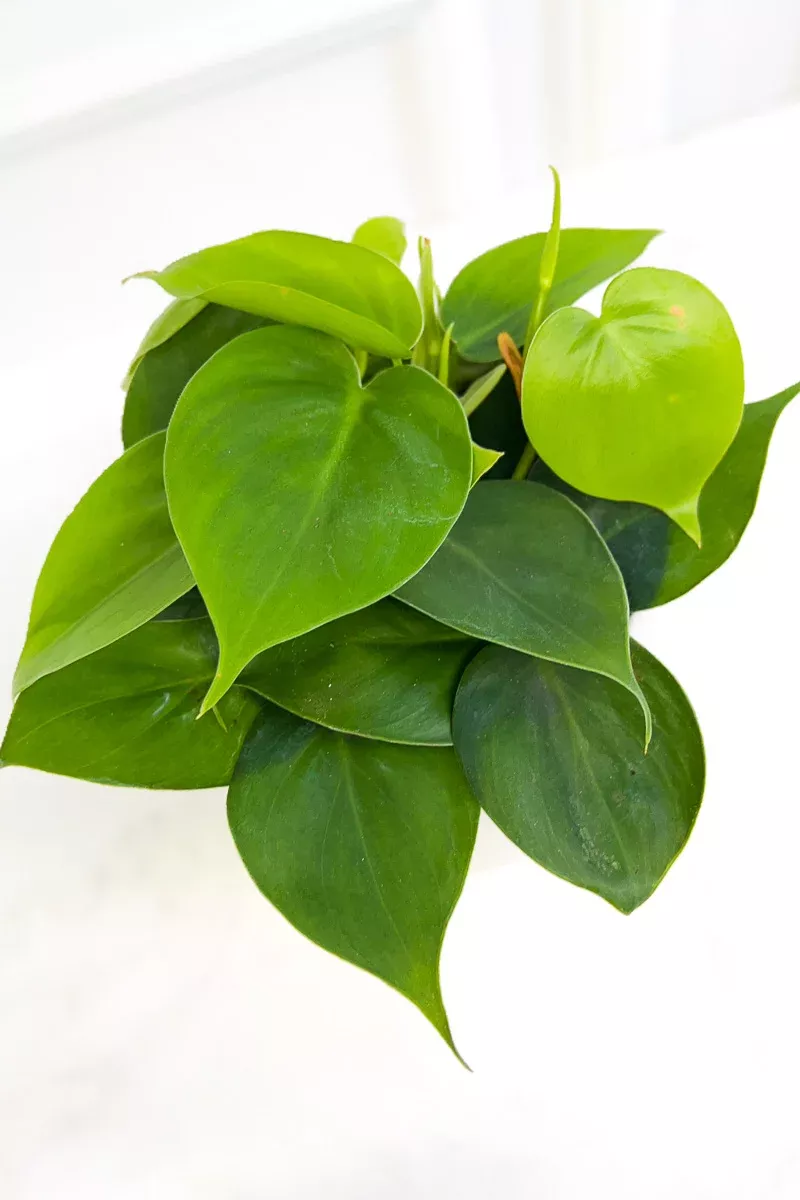 philodendron-cordatum-heartleaf-4 Philodendron, Cordatum (Heartleaf) 4"