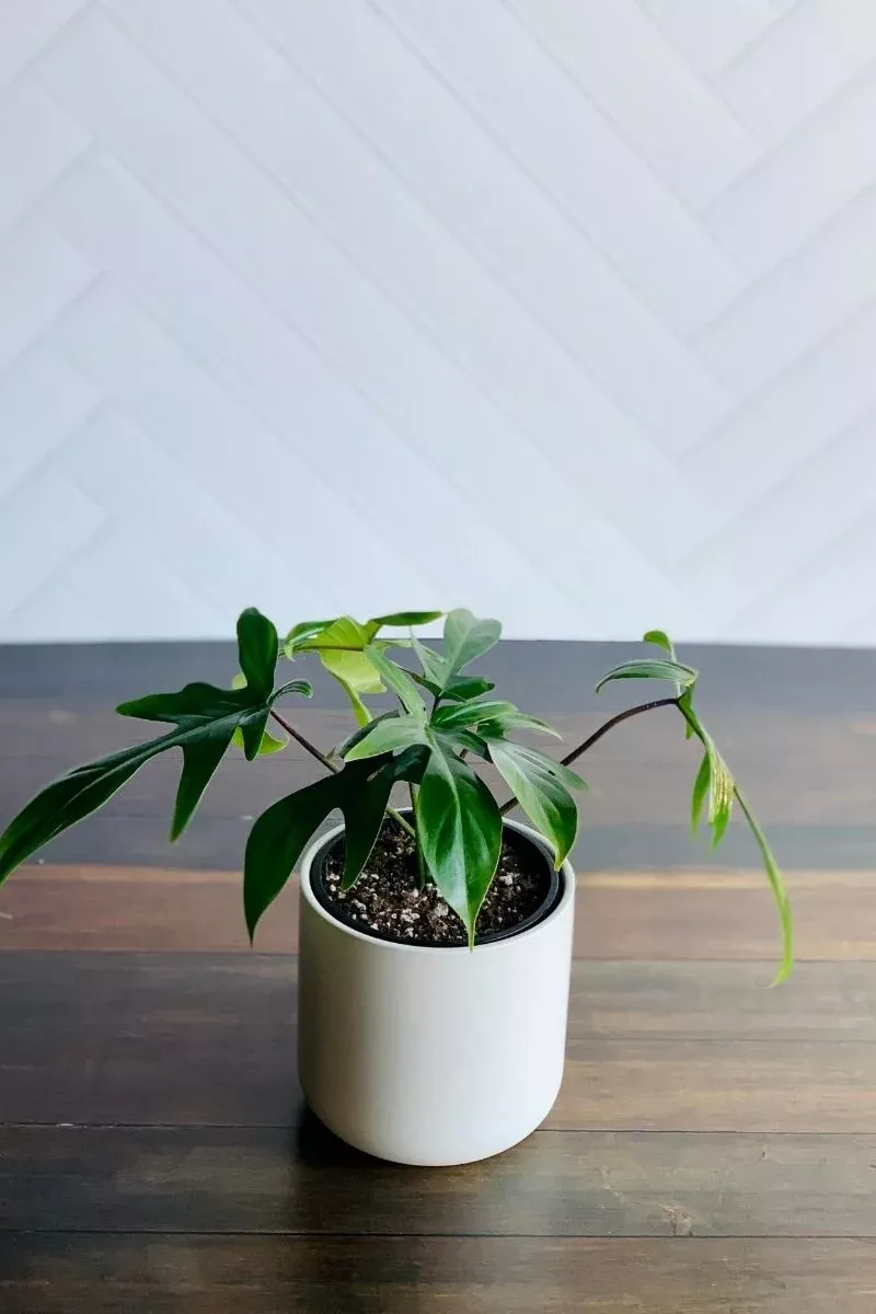 Philodendron Florida Ghost 4"