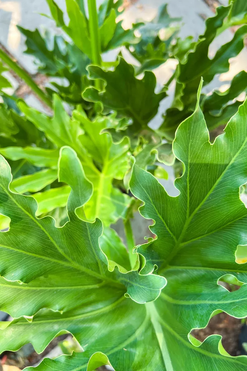 philodendron-hope-10 Philodendron, Hope 10"