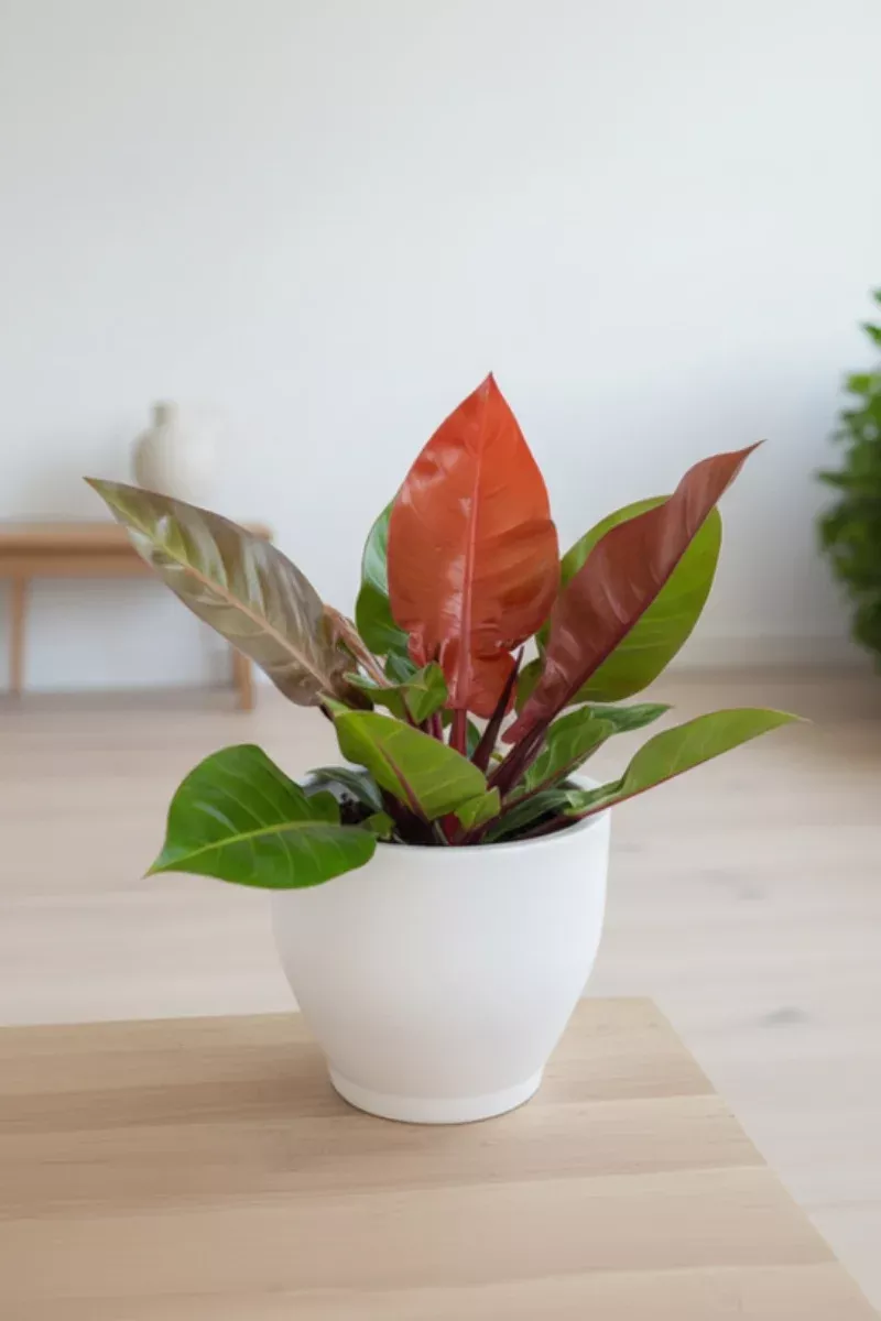 Philodendron, Prince of Orange 8"