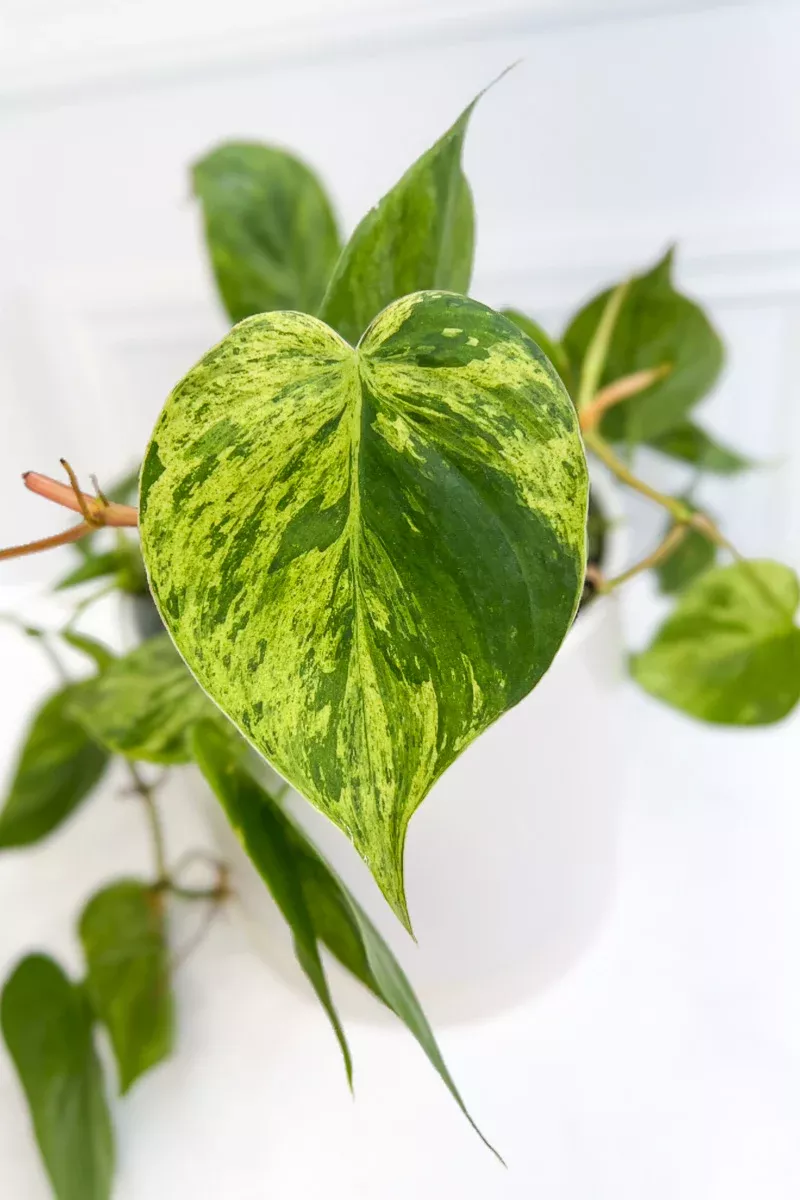 Philodendron, Scandens Variegated 6"