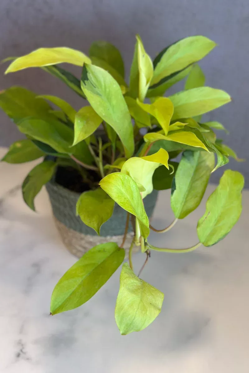 Philodendron, Thai Sunrise 6"