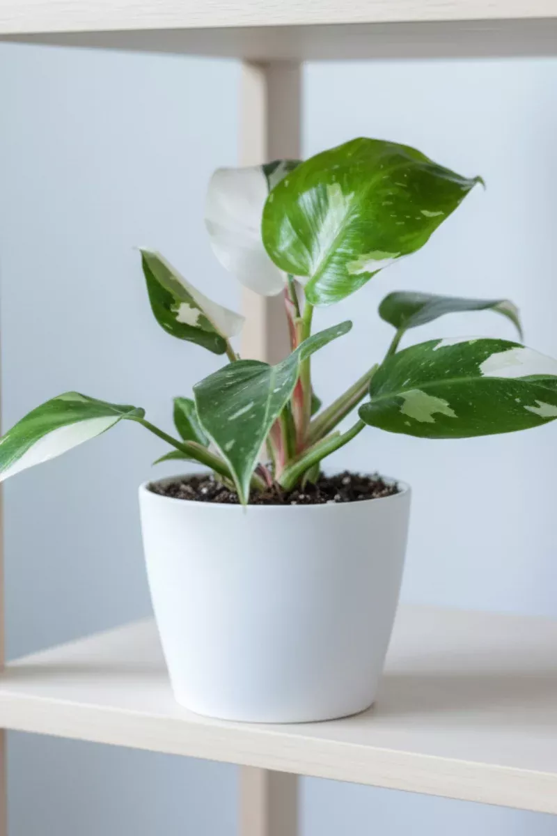 philodendron-white-princess-4 Philodendron, White Princess 4"