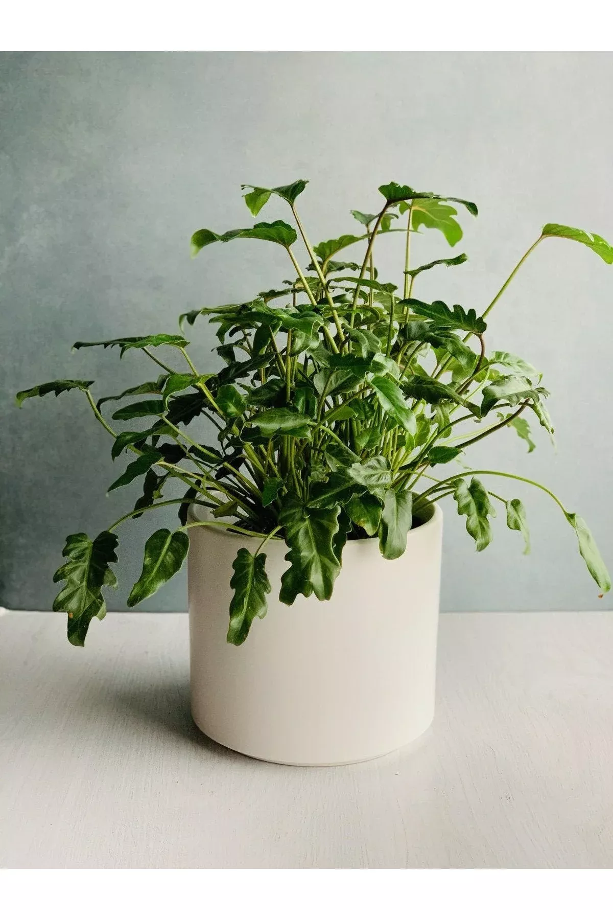 philodendron-xanadu-10 Philodendron, Xanadu 10"