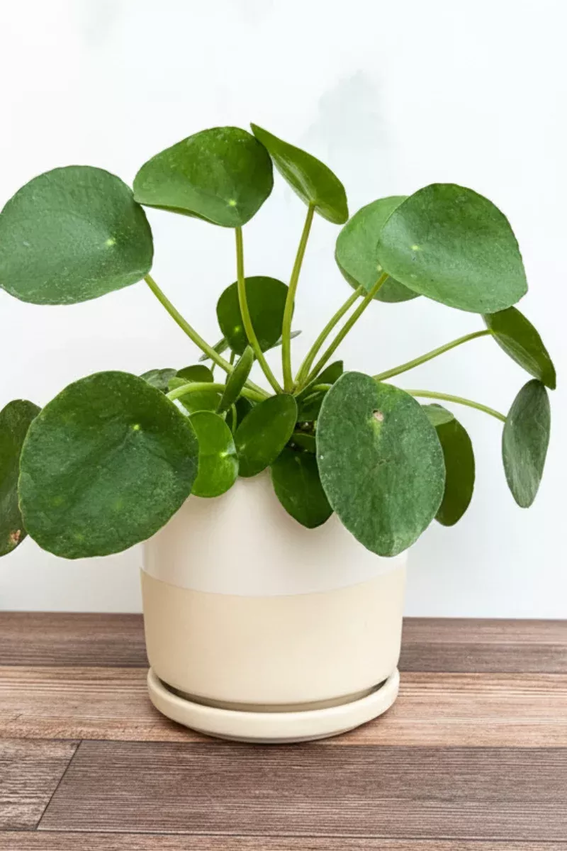 pilea-peperomioides-4 Pilea Peperomioides 4"