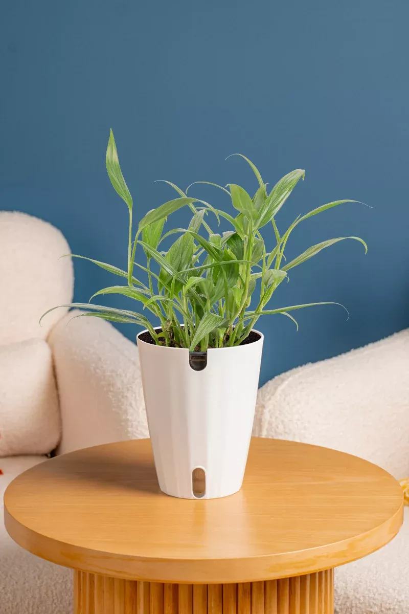 pothos-amplissimum-6 Pothos, Amplissimum 6"