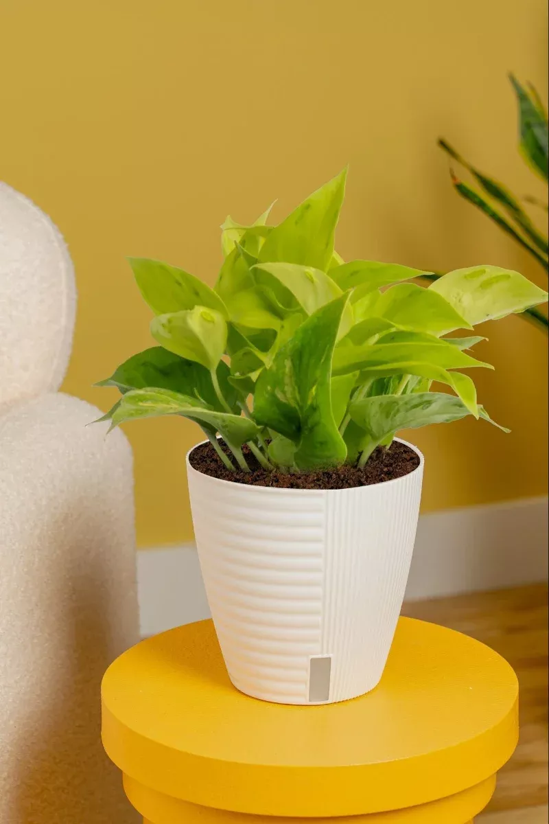 pothos-champs-elysees-6 Pothos, Champs Elysees 6"