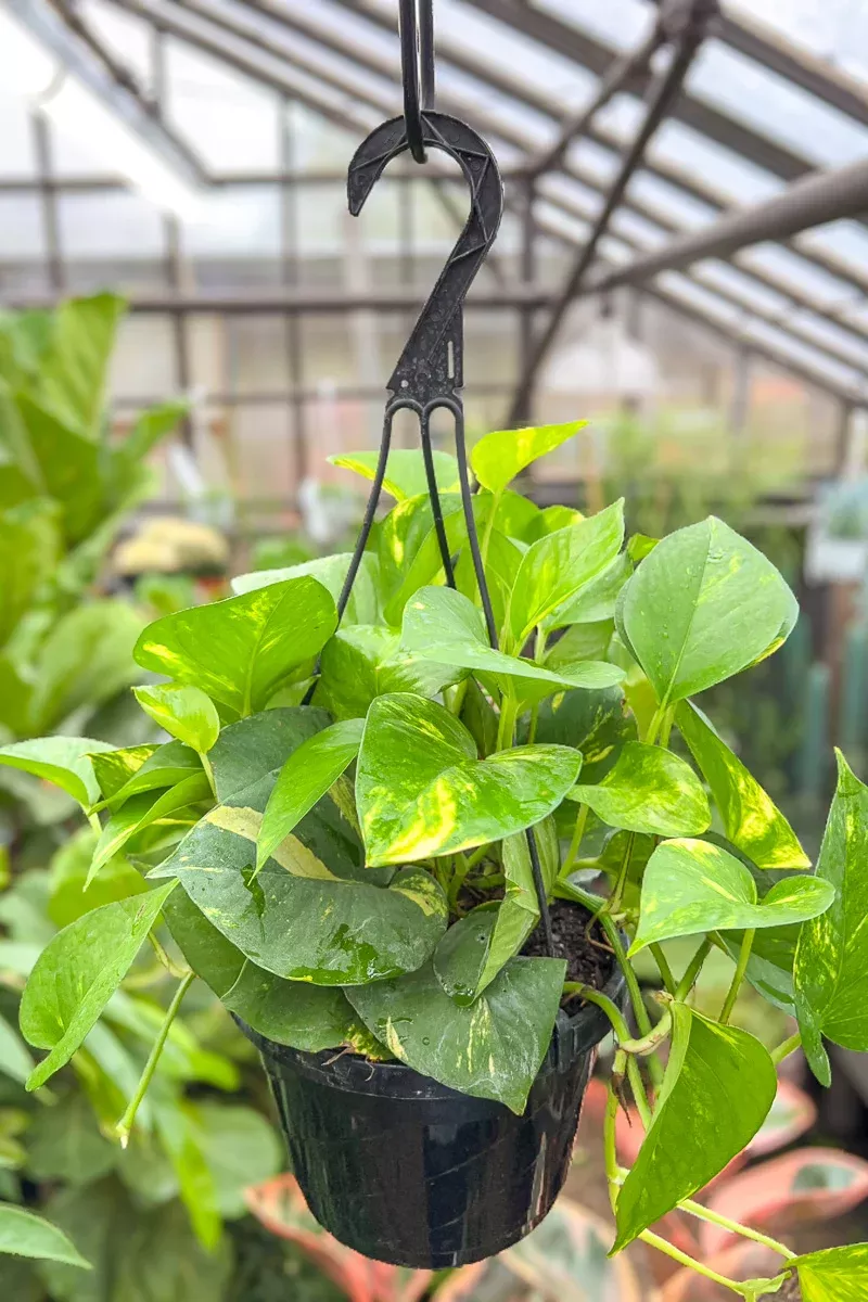pothos-golden-10-hanging-basket Pothos, Golden 10" Hanging Basket