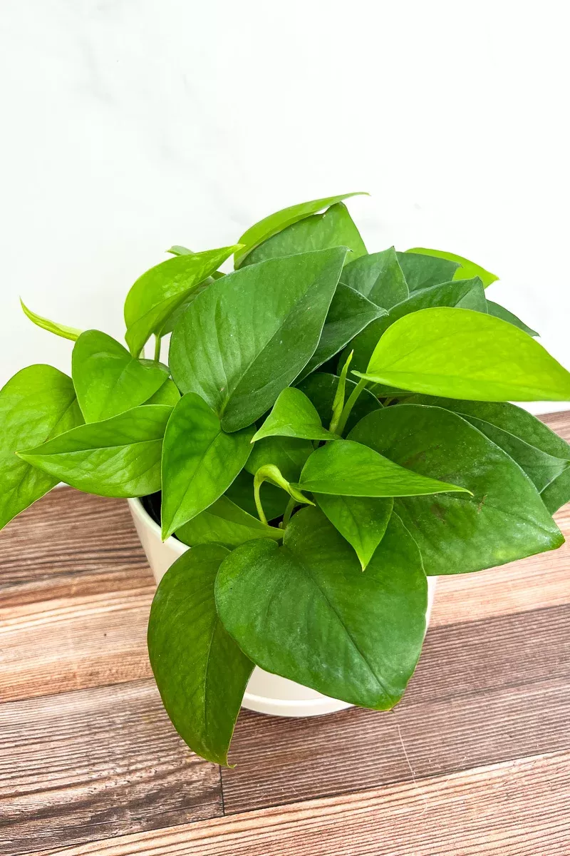 pothos-jade-6 Pothos, Jade 6"