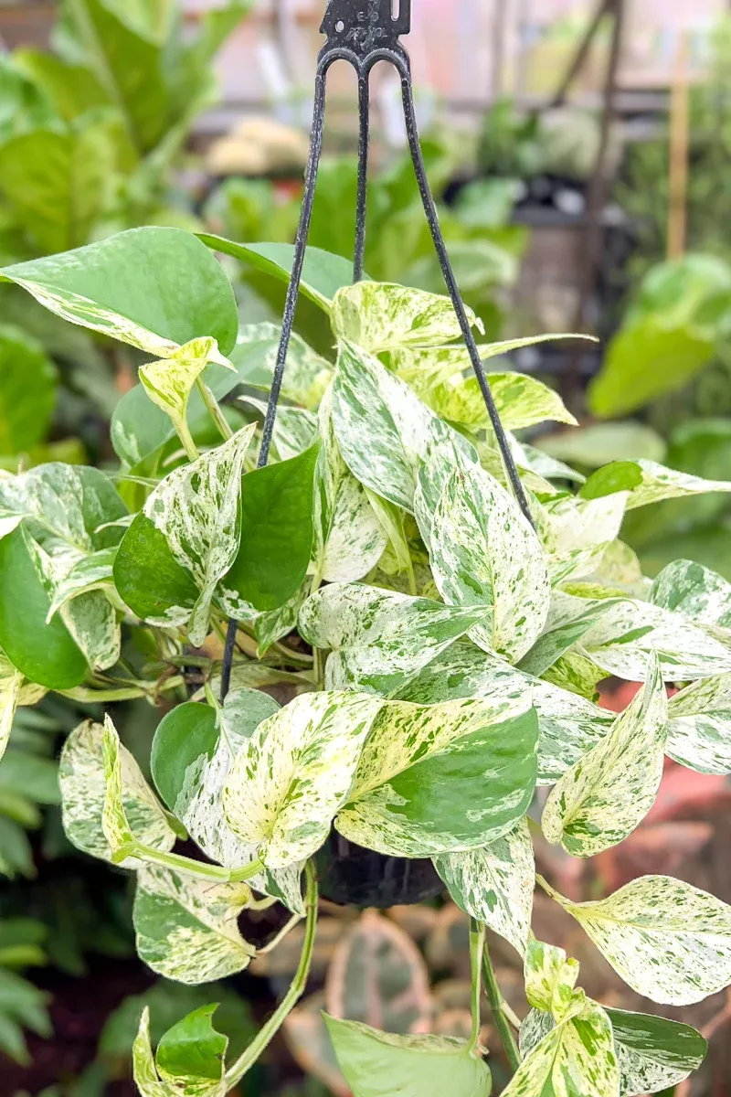 pothos-marble-queen-10-hanging-basket Pothos, Marble Queen 10" Hanging Basket