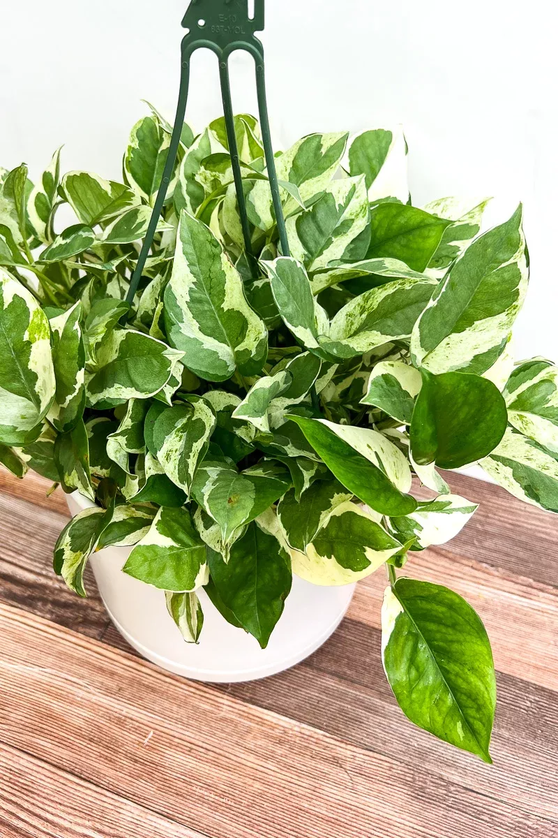 pothos-pearls-jade-8-hanging-basket Pothos, Pearls and Jade 8" Hanging Basket