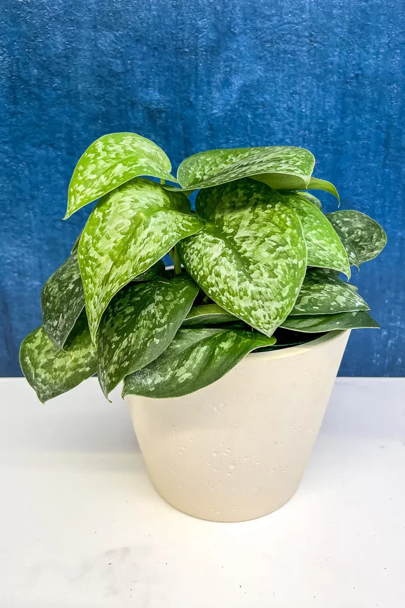 pothos-silver-satin-6 Pothos, Silver Satin 6"