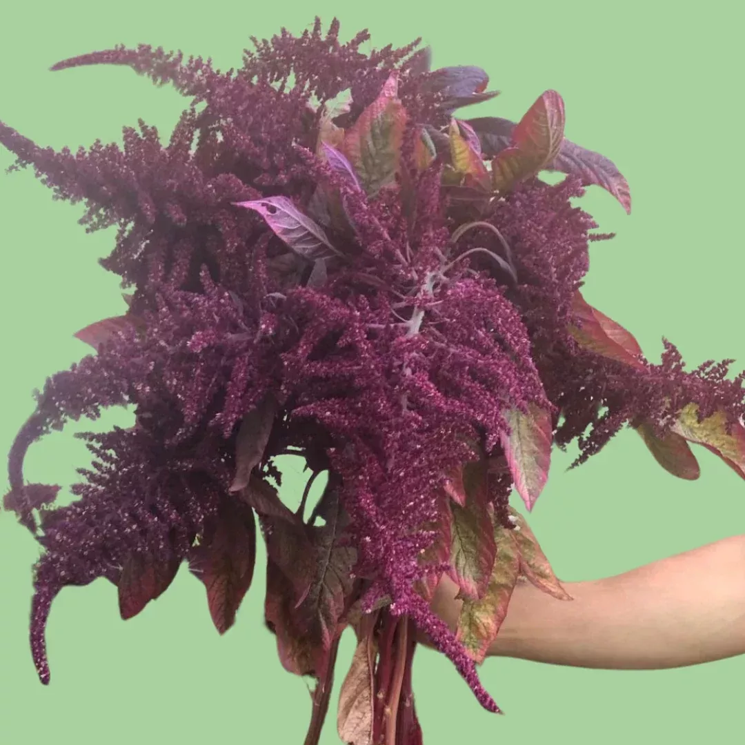 red-amaranth-seeds Red Amaranth seeds