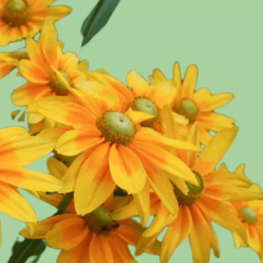 rudbeckia-irish-eyes-flower-seeds Rudbeckia Irish eyes flower seeds
